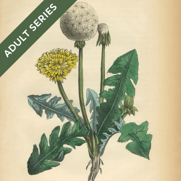 Botanical Illustration<h6>March 22 - April 5</h6>